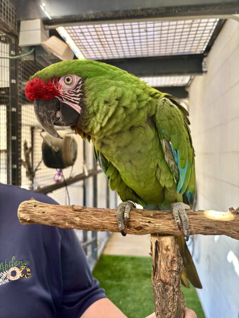 Keeping Bird Flu out of the Abilene Zoo